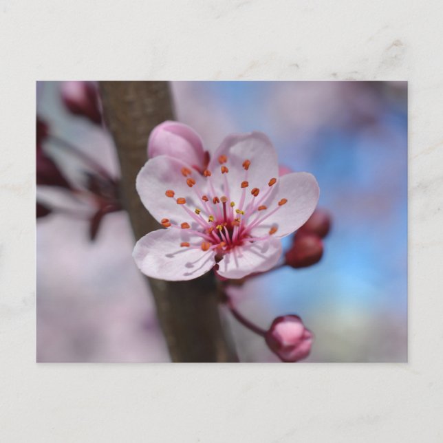 Cartão Postal Cherry Blossom Fllower (Frente)
