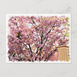 Cartão Postal Cherry Blossom "Imose" ポストカード