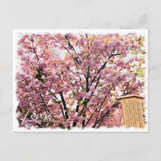 Cartão Postal Cherry Blossom "Imose" ポストカード (Frente)