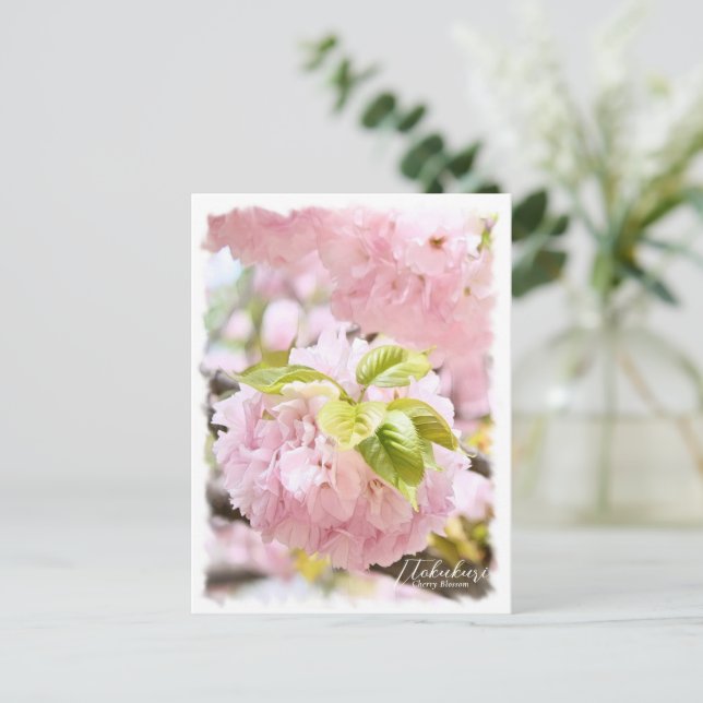 Cartão Postal Cherry Blossom "Itokukuri" ポストカード (Em pé/Frente)