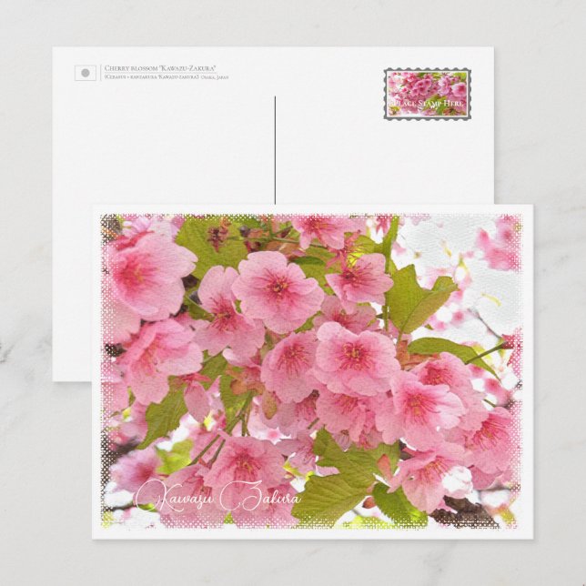 Cartão Postal Cherry blossom "Kawazu-Zakura" (Frente/Verso)