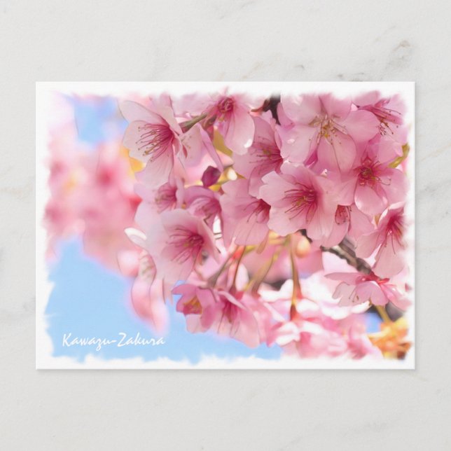 Cartão Postal Cherry blossom: Kawazu-Zakura (Frente)