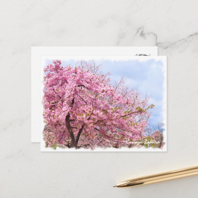 Cartão Postal Cherry blossom: Kawazu-Zakura ポストカード (Frente/Verso In Situ)