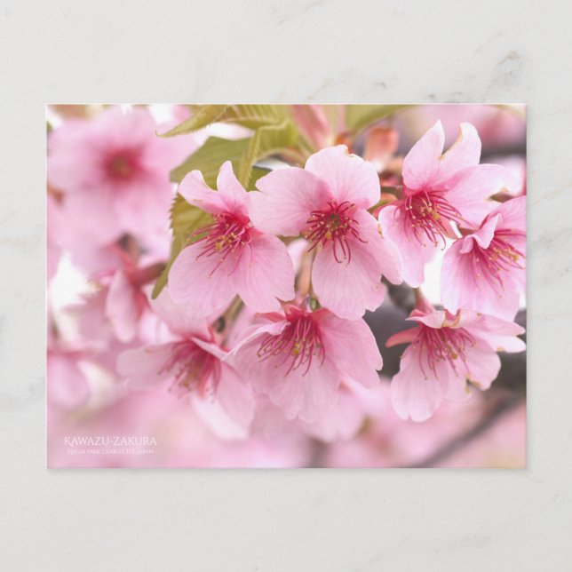 Cartão Postal Cherry Blossom "Kawazu-zakura":Cartão postal (Frente)