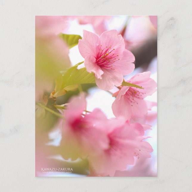 Cartão Postal Cherry Blossom "Kawazu-zakura":Cartão postal (Frente)