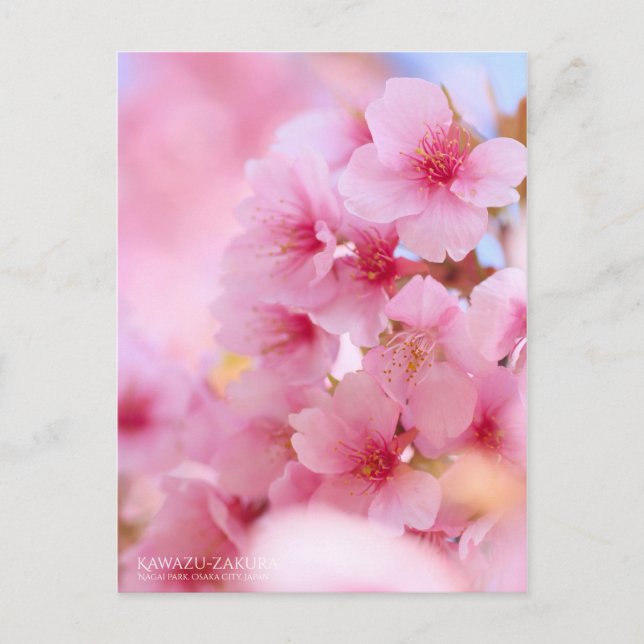 Cartão Postal Cherry Blossom "Kawazu-zakura":Cartão postal (Frente)