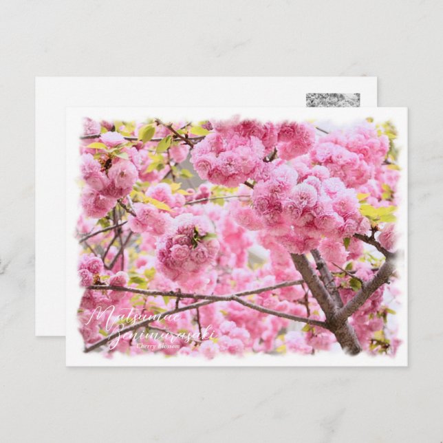 Cartão Postal Cherry Blossom "Matsumae-benimurasaki" ポストカード (Frente/Verso)