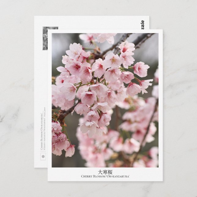 Cartão Postal Cherry Blossom ‘Oh-kanzakura’ (Frente/Verso)