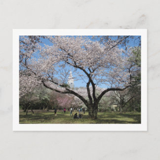 Cartão Postal Cherry Blossom: Shinjuku Gyoen Garden