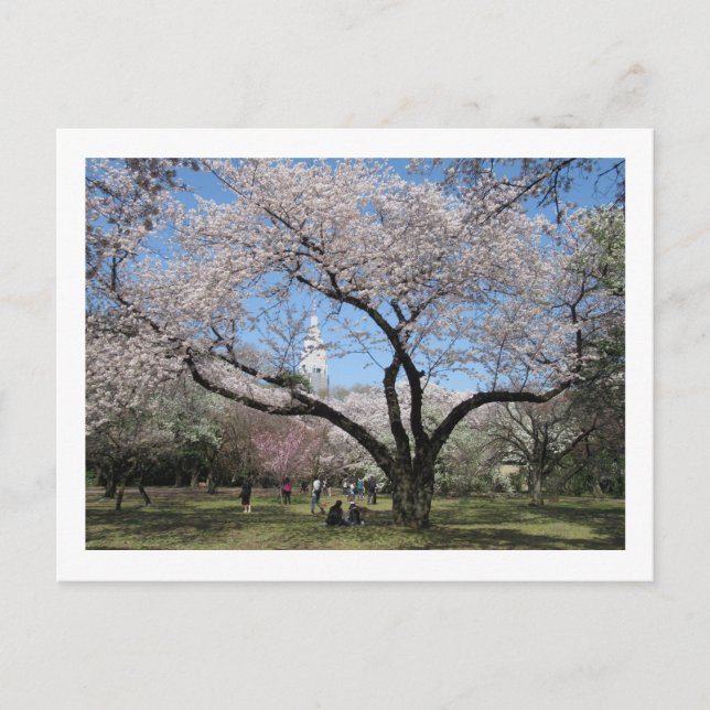 Cartão Postal Cherry Blossom: Shinjuku Gyoen Garden (Frente)