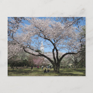 Cartão Postal Cherry Blossom: Shinjuku Gyoen Garden, Tóquio