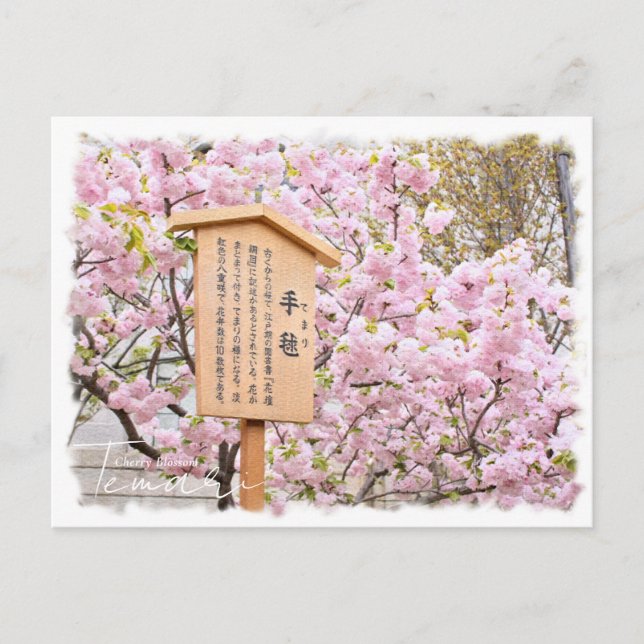 Cartão Postal Cherry Blossom "Temari" ポストカード (Frente)