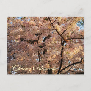 Cartão Postal Cherry Blossom Trees Postcard