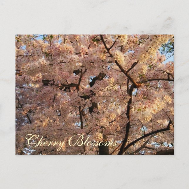 Cartão Postal Cherry Blossom Trees Postcard (Frente)