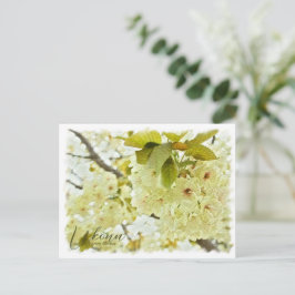 Cartão Postal Cherry Blossom "Ukonn" ポストカード