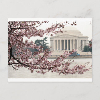 Cartão Postal Cherry Blossom Washington DC
