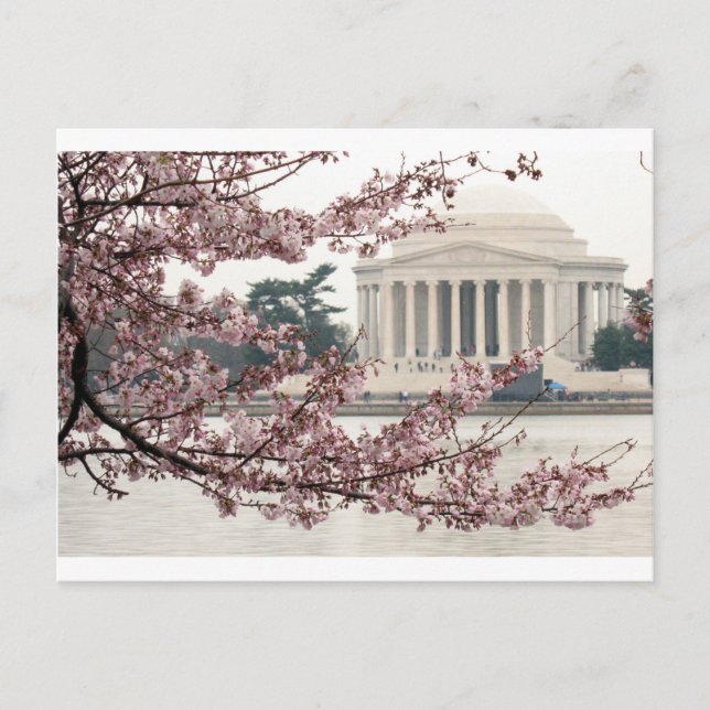 Cartão Postal Cherry Blossom Washington DC (Frente)