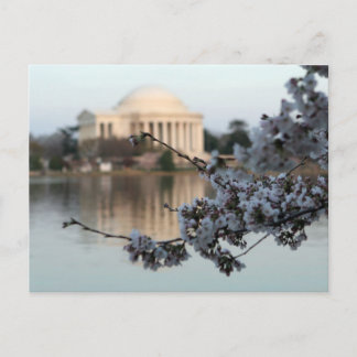 Cartão Postal Cherry Blossom Washington DC