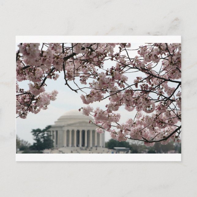 Cartão Postal Cherry Blossom Washington DC (Frente)