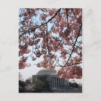 Cartão Postal Cherry Blossom Washington DC