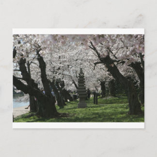 Cartão Postal Cherry Blossom Washington DC