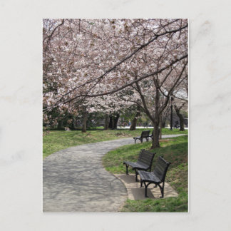 Cartão Postal Cherry Blossom Washington DC