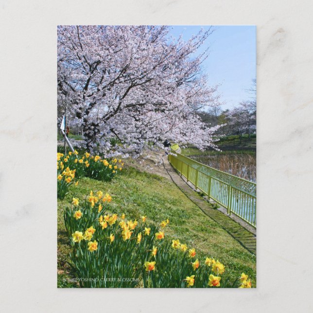 Cartão Postal Cherry blossom & Wild Daffodil (Frente)