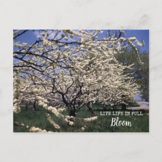 Cartão Postal Cherry Blossomo Pomares Retro Fazenda