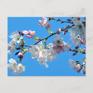 Cartão postal Cherry Blossoms
