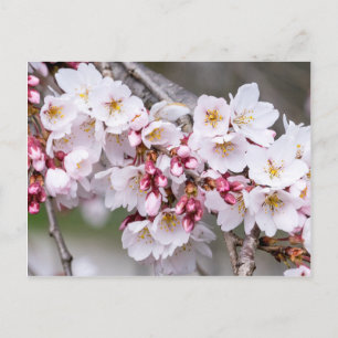 Cartão Postal Cherry Blossoms