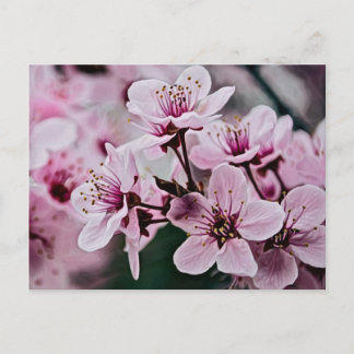 Cartão Postal Cherry Blossoms