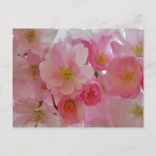 Cartão Postal Cherry Blossoms