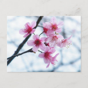 Cartão Postal Cherry Blossoms - A