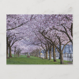 Cartão Postal Cherry blossoms along Willamette river, USA