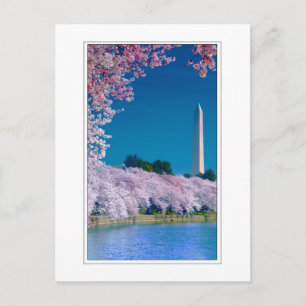 Cartão Postal Cherry Blossoms e o Monumento de Washington