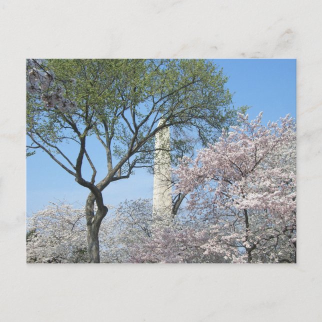 Cartão Postal Cherry Blossoms e o Monumento de Washington em DC (Frente)