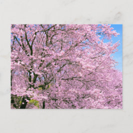 Cartão Postal Cherry Blossoms em Bloom