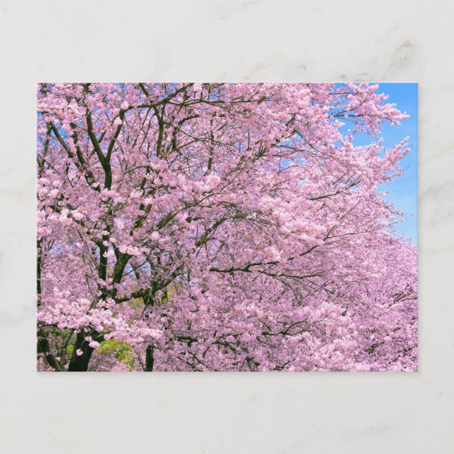 Cartão Postal Cherry Blossoms em Bloom (Frente)