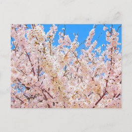 Cartão Postal Cherry Blossoms em Bloom de Cheio