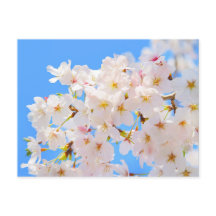 Cherry Blossoms em Primavera