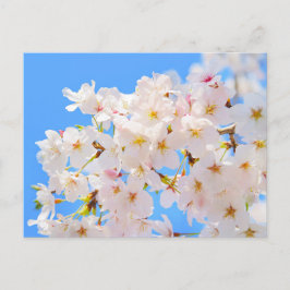 Cartão Postal Cherry Blossoms em Primavera