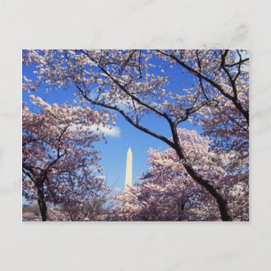 Cartão Postal Cherry Blossoms em Washington D.C.