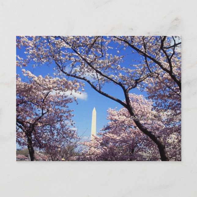 Cartão Postal Cherry Blossoms em Washington D.C. (Frente)