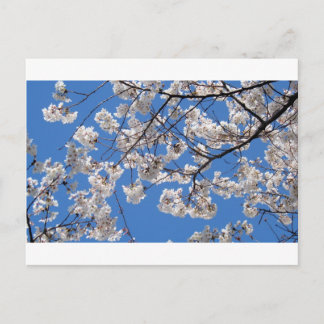 Cartão Postal Cherry Blossoms em Washington DC