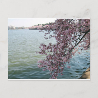 Cartão Postal Cherry Blossoms em Washington DC