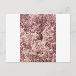 Cartão Postal Cherry Blossoms Flores Árvores Parque Natural