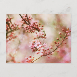 Cartão Postal Cherry Blossoms Foto