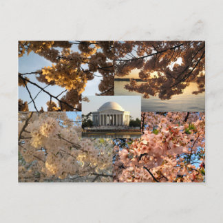 Cartão Postal Cherry Blossoms na bacia de Tidal da DC