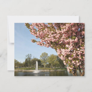 Cartão Postal Cherry Blossoms no Lincoln Park