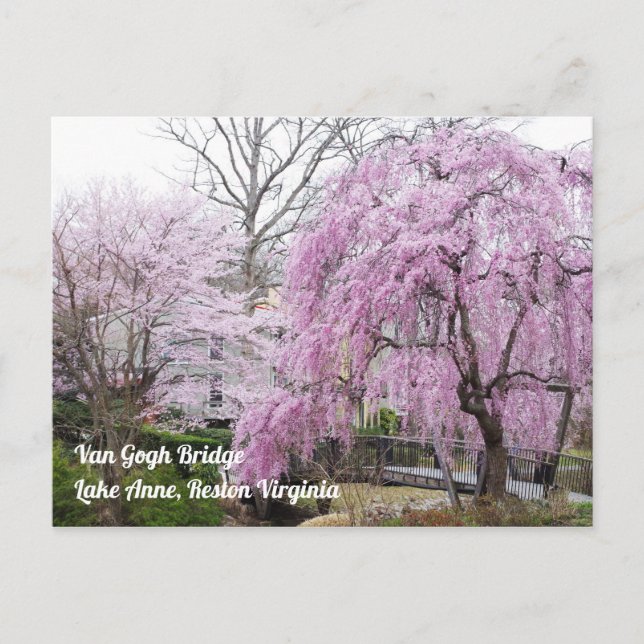 Cartão Postal Cherry Blossoms Van Gogh Bridege Lake Anne Reston (Frente)